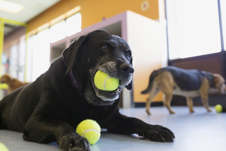 Black Labrador Retriever chewing tennis ball